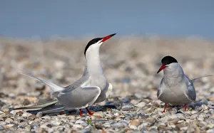 Images Dated 7th May 2012: Common Tern Print - Pair on Texel Island, Netherlands