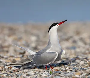 Images Dated 7th May 2012: Common Tern Print - Male on Texel, Netherlands