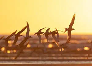 Dutch Coastline Prints: Common Tern, Sterna hirundo