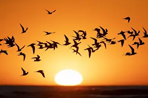 Beach Sunset Scene Prints: Common Tern, Sterna hirundo
