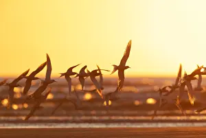 Beach Bird Photography Prints: Common Tern, Sterna hirundo