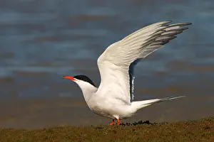 Texel Netherlands Wildlife Prints: Common Tern, Sterna hirundo
