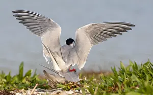 European Coastal Nature Prints: Common Tern, Sterna hirundo