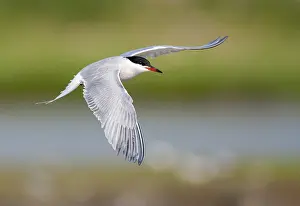 European Seabirds In Flight Prints: Common Tern, Sterna hirundo