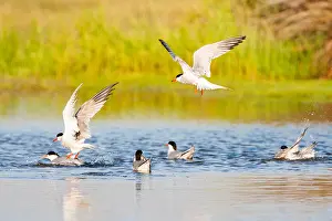 Mediterranean Wildlife Photos Prints: Common Tern, Sterna hirundo