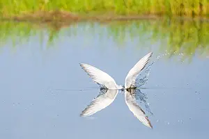 Mediterranean Wildlife Photography Prints: Common Tern, Sterna hirundo