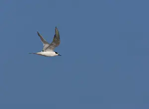 Blue Sky Wildlife Scene Prints: Common Tern, Sterna hirundo