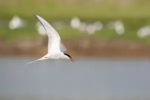 Common Tern, Sterna hirundo