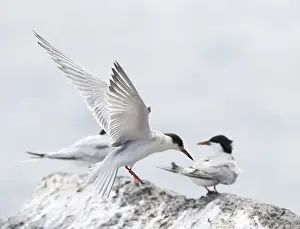 First-winter Common Tern Print: Madeira Harbour Roost