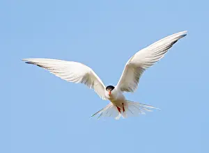 Common Tern In Flight Prints: Common Tern, Sterna hirundo