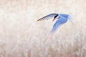 Images Dated 7th May 2010: Common Tern Print: Adult Sterna hirundo in Flight over Saltpans