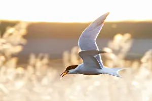 Images Dated 7th May 2010: Common Tern Print: Adult in Flight with Fish over Greek Saltpans