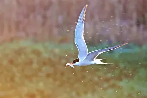 Mediterranean Wildlife Photos Prints: Common Tern, Sterna hirundo