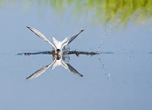 Mediterranean Wildlife Photos Prints: Common Tern, Sterna hirundo