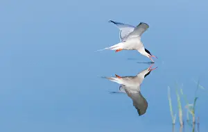 Waterbird Photography Europe Prints: Common Tern, Sterna hirundo