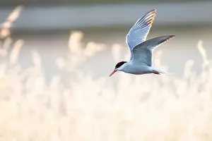 Mediterranean Wildlife Photos Prints: Common Tern, Sterna hirundo