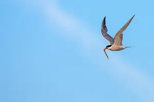 Images Dated 6th August 2007: Common Tern Print: Adult flying with fish over Lesvos, Greece