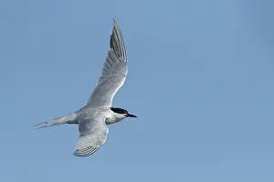 Common Tern, Sterna hirundo