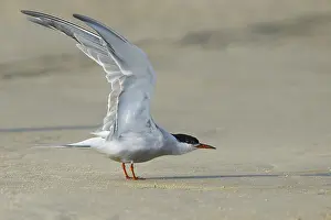 Common Tern, Sterna hirundo