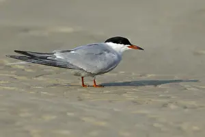Common Tern, Sterna hirundo