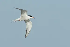 Wild Animals In Flight Prints: Common Tern, Sterna hirundo