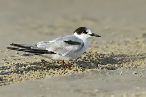 Texas Wildlife Photos Prints: Common Tern, Sterna hirundo