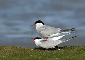 Common Tern Prints: Common Tern, Sterna hirundo