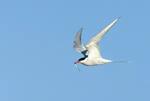 Common Tern Prints: Common Tern, Sterna hirundo