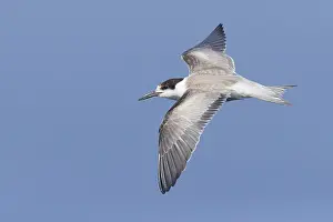 October Prints: Common Tern Print - First Winter in Flight