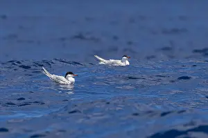 Migratory Birds Europe Prints: Common Tern, Sterna hirundo