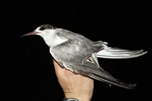 Asian Wildlife Images Prints: Common Tern, Sterna hirundo