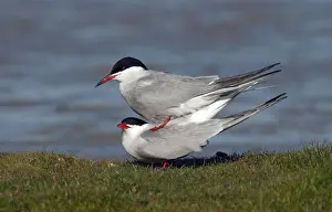 Prints of Common Tern (Sterna hirundo) on Wadden island Texel in the Netherlands Common Tern Prints: Common Tern Print from Texel Netherlands