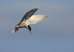 Common Tern In Flight Prints: Common Tern, Sterna hirundo hirundo