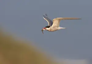 Common Tern In Flight Prints: Common Tern, Sterna hirundo hirundo