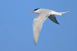 Laridae Family Birds Prints: Common tern, Sterna hurundo