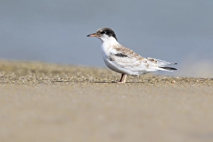 Sterna Hirundo Images Prints: Common Tern, Visdief, Sterna hirundo