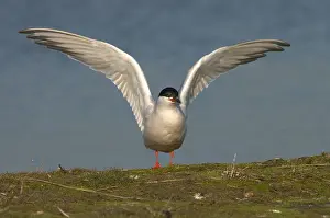 European Coastal Wildlife Prints: Common Tern, Visdief, Sterna hirundo