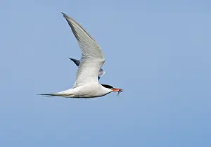 Flying Birds Prints: Common Tern;Sterna hirundo