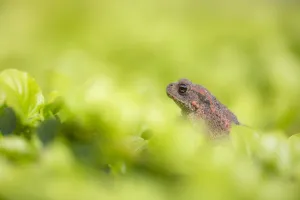 Framed Print : Immature Common Toad Print by Agami Framed Print : Immature Common Toad Print by Agami