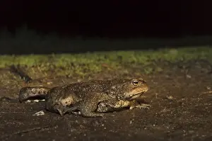 Bufo Bufo Prints: Common Toad, Gewone Pad, Bufo bufo