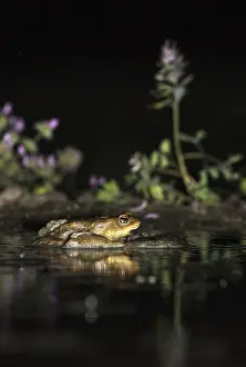 Bufo Bufo Prints: Common Toad, Gewone Pad, Bufo bufo