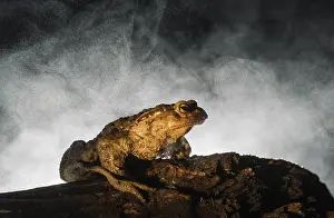 Bufo Bufo Species Prints: Common Toad, Gewone Pad, Bufo bufo