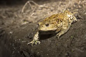 Bufo Bufo Species Prints: Common Toad, Gewone Pad, Bufo bufo
