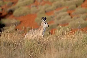 Framed Print : Common Wallaroo Print (Macropus robustus) Framed Print : Common Wallaroo Print (Macropus robustus)