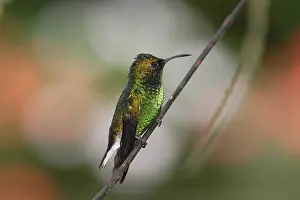 Costa Rica Birds Prints: Coppery-headed Emerald
