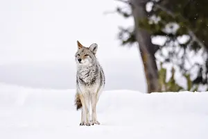 Coyote Print from Yellowstone by Agami