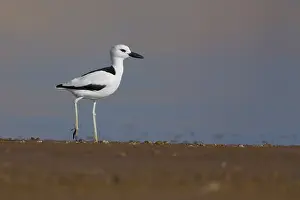 Charadriiformes Shorebird Images Prints: Crab-plover
