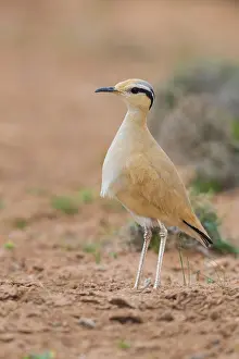 Animal Portrait Africa Prints: Cream-colored Courser, Cursorius cursor