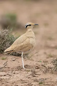 Charadriiformes Species Identification Prints: Cream-colored Courser, Cursorius cursor