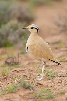 Charadriiformes Species List Prints: Cream-colored Courser, Cursorius cursor